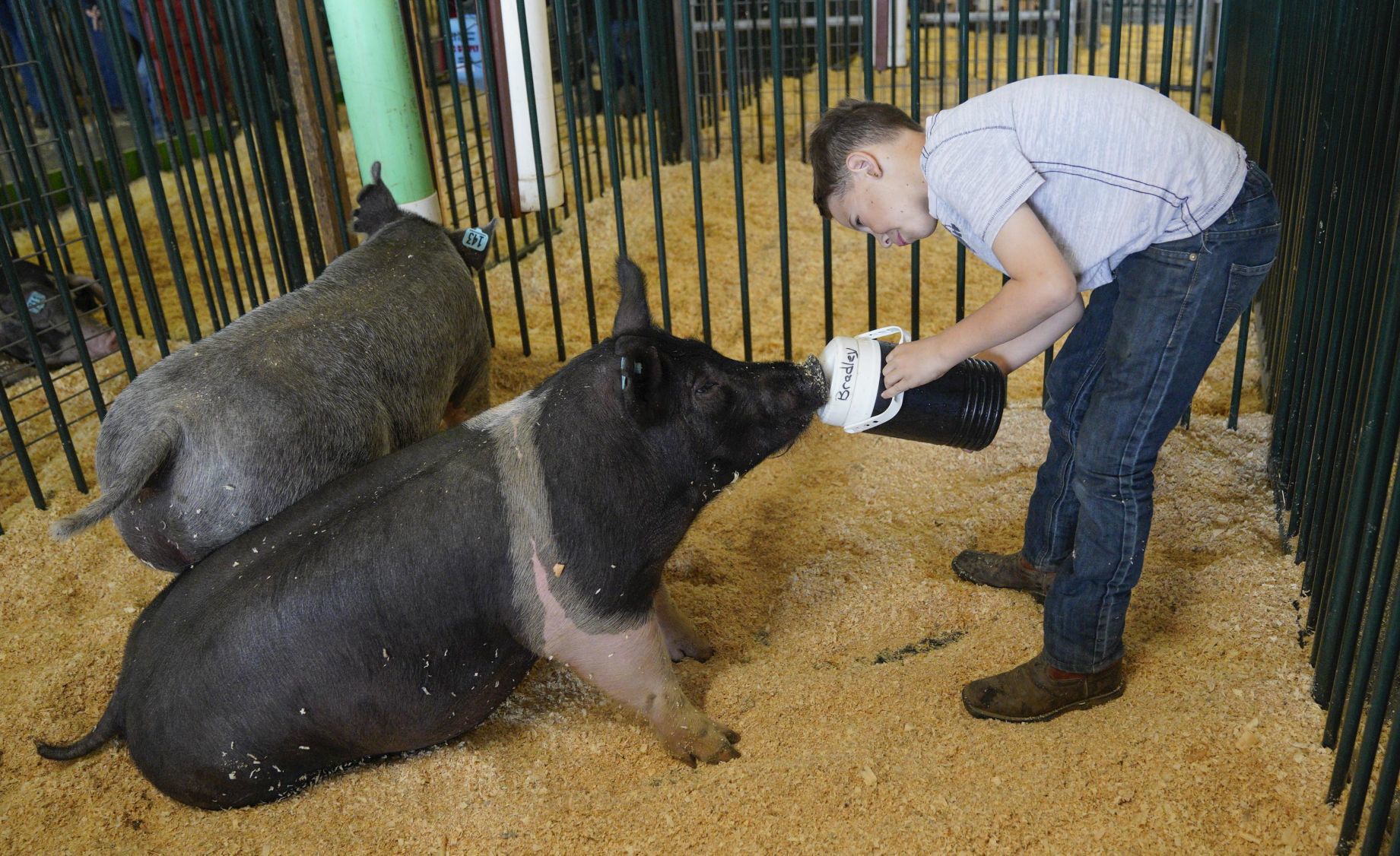 070719 Animals Arrive for Fair 11.jpg